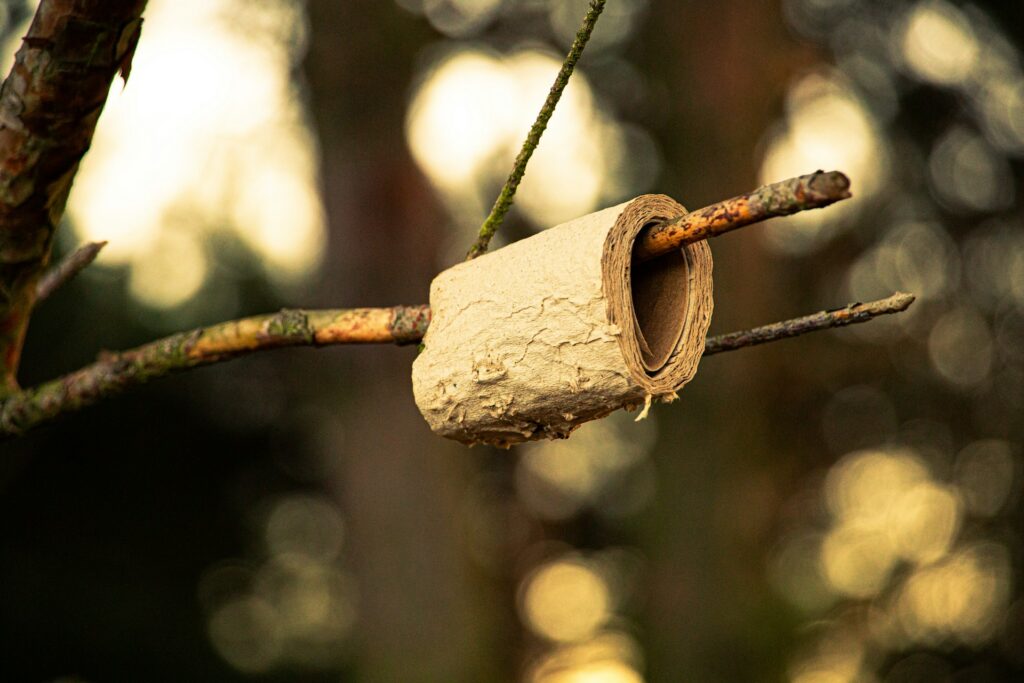 An old roll of toilet paper on a branch.