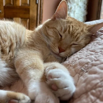 MooMoo the Cat Avatar